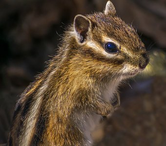 Портрет на память