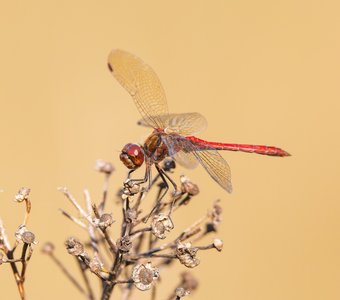 Стрекоза обыкновенная (или сжатобрюх обыкновенный) на лугу