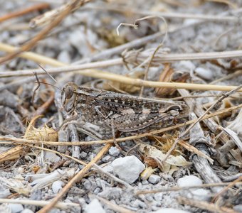 Прус итальянский в окрестностях Шулдан-Бурун