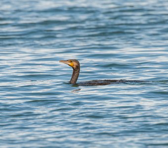 Невозмутимый баклан