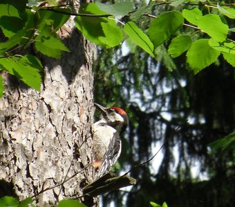 Наблюдая за дятлом.