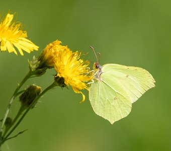 Крушинница  на скерде