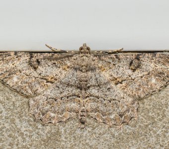 Как мастерски замаскировался на дневной сон мотылёк