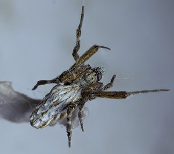 Uloborus walckenaerius