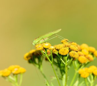 Пластинокрыл обыкновенный на пижме