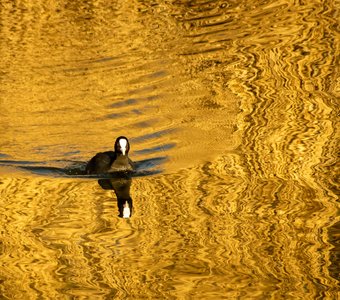 В жидком золоте