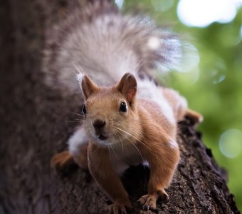 Любопытная