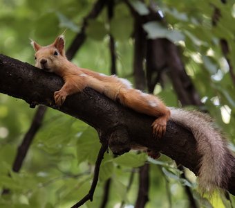 Прилегла отдохнуть