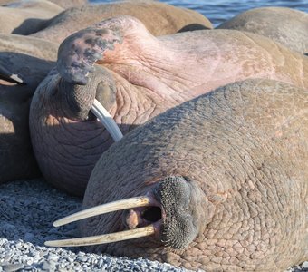 На пляже Баренцева моря