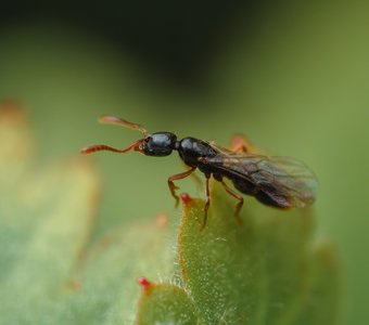 Муравьи полетели