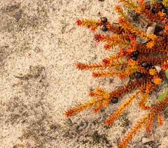 Воронье пиво