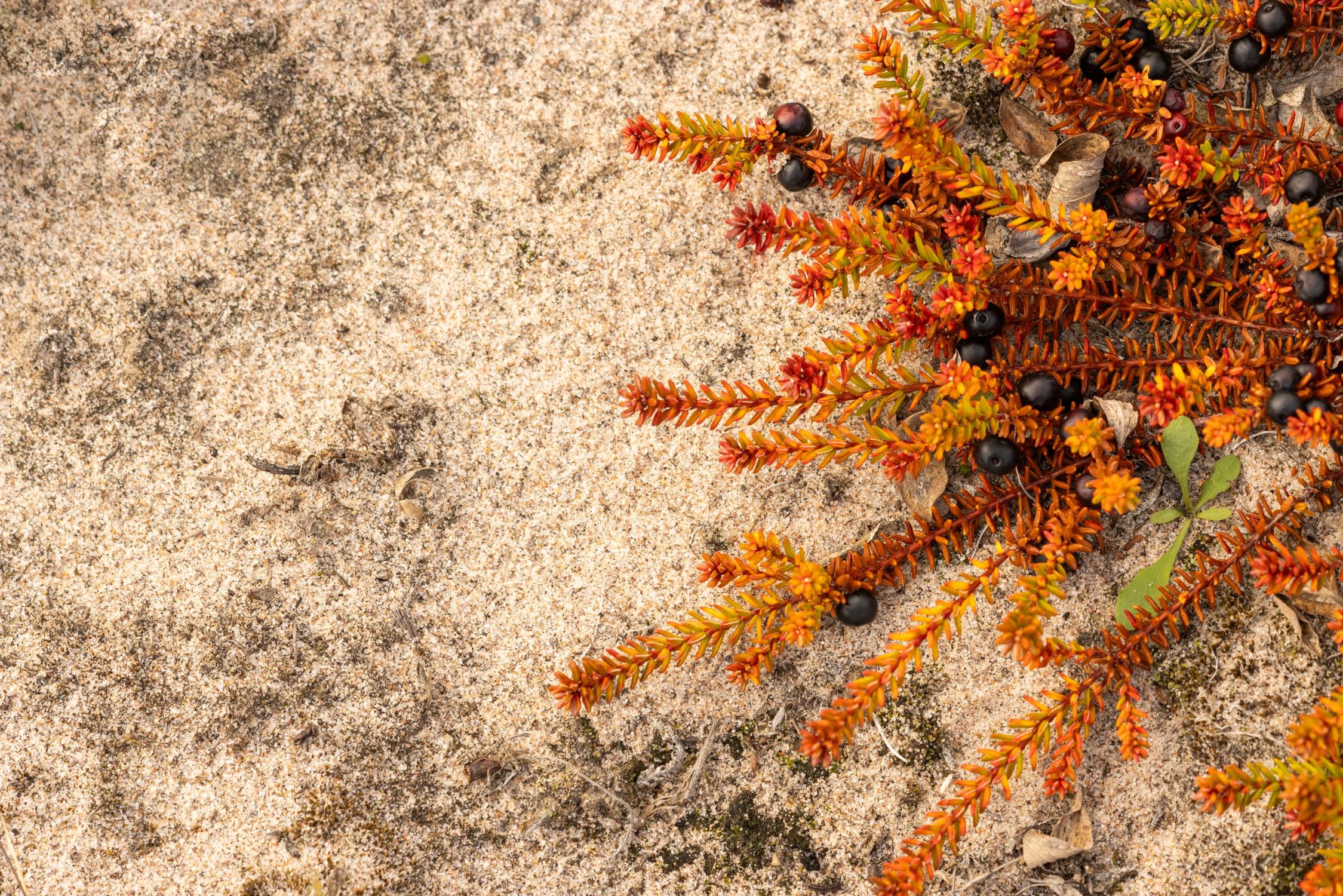 Воронье пиво