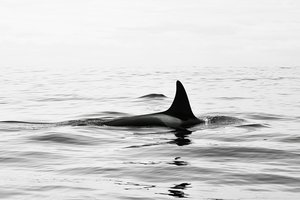 Ученые нашли самую одинокую косатку
