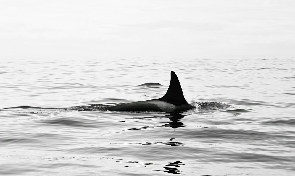 Ученые нашли самую одинокую косатку