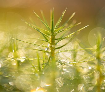 Утренняя роса на болоте