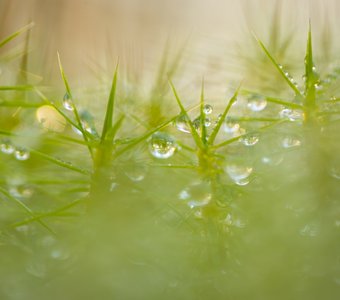 Утренняя роса 2