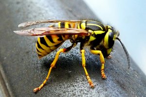 От укуса осы до реанимации: врач рассказал о рисках при укусах насекомых