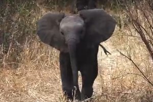 Храбрый слоненок защищает маму: видео