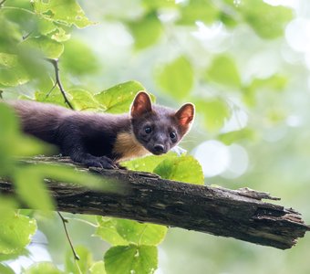 Чудо лесное