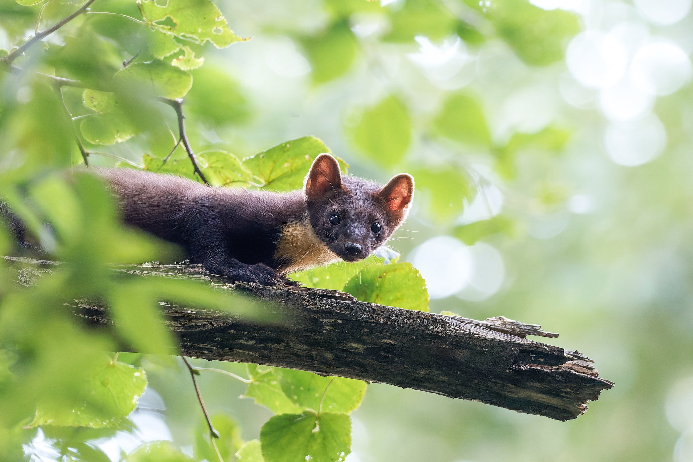 Чудо лесное