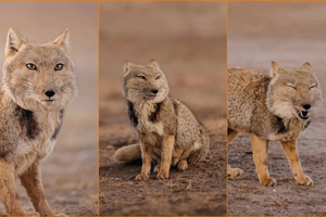 Фотограф сделал уникальные портреты тибетской лисицы