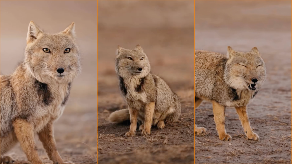 Фотограф сделал уникальные портреты тибетской лисицы