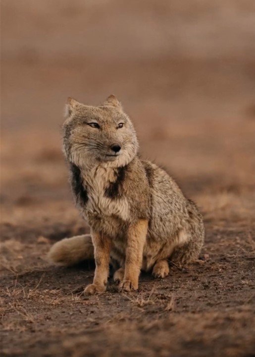 Фото: Peter Yan / @yantastic