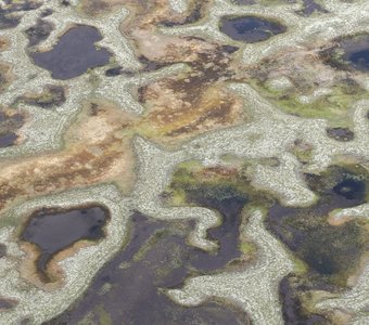 Рисунки Печорской тундры