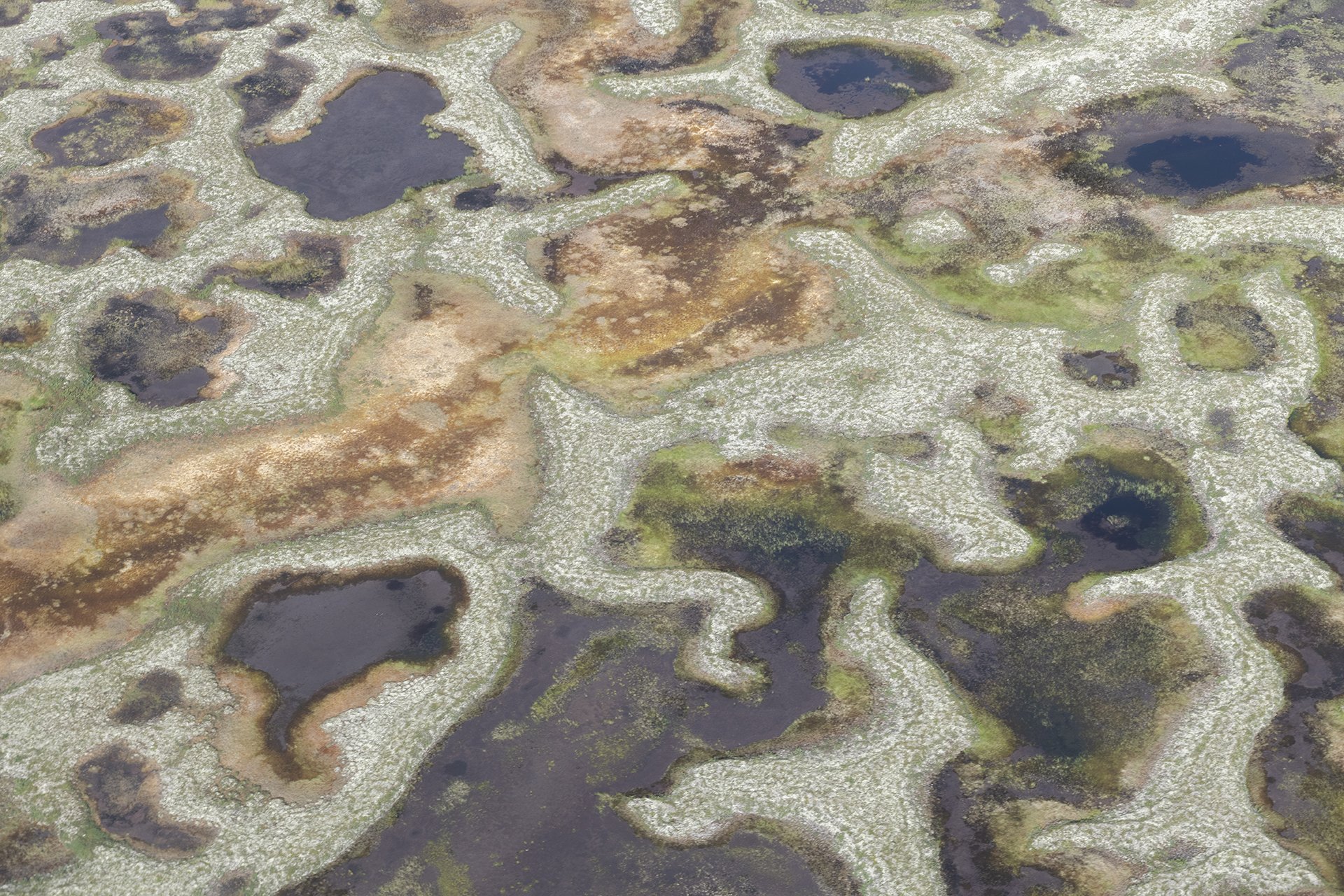 Рисунки Печорской тундры