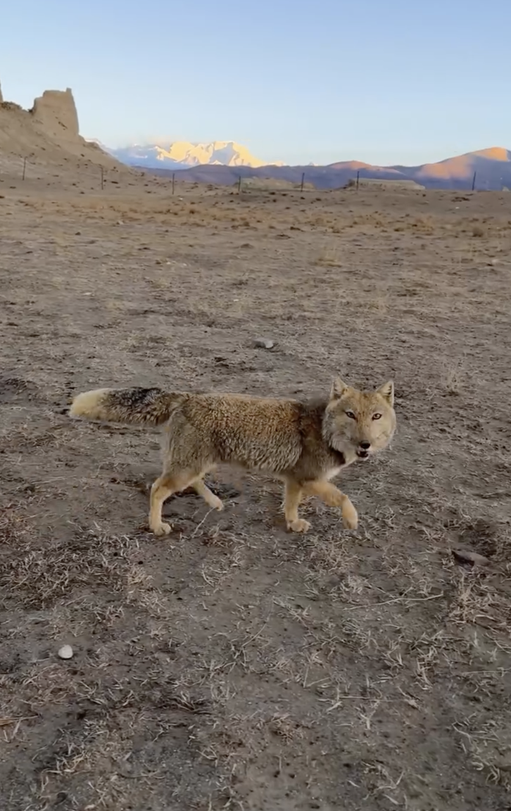 Фото: Peter Yan / @yantastic