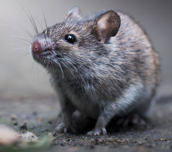 Полевая мышь (Apodemus agrarius)