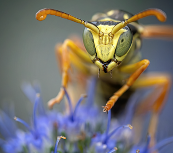 Инопланетянин!