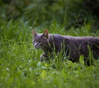 Зелёные глаза