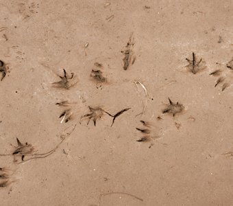 Следы белки