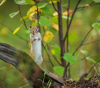 Бурундучок встречает осень