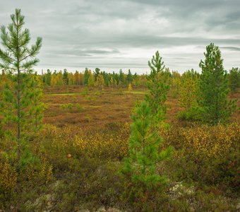 Осень на Ямале