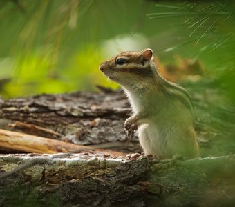 Бурундук сибирский