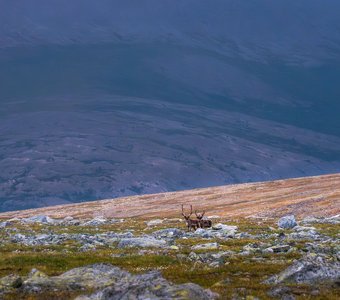 Обитатели Плато Руин