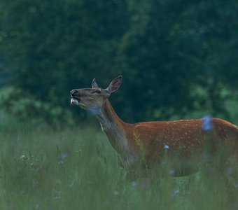 Вдыхая рассвет