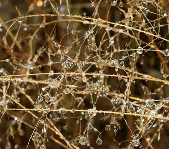 Полевой хрусталь