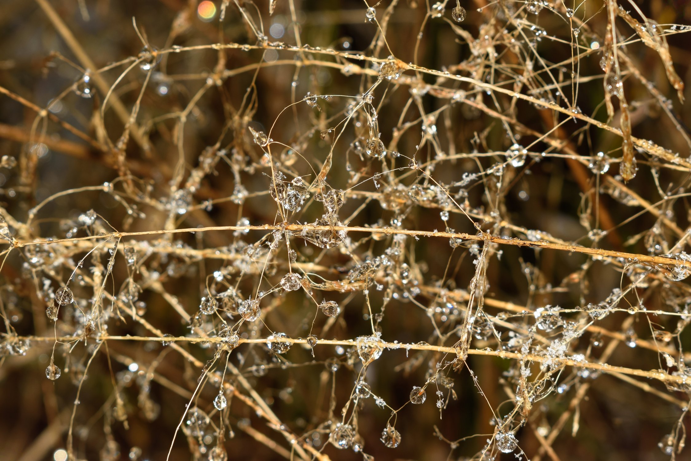 Полевой хрусталь