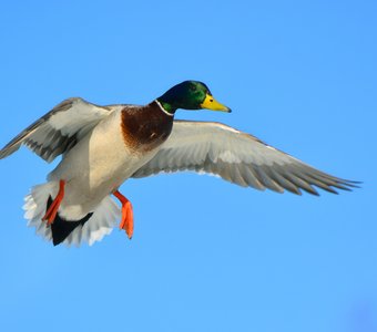 Курс на восток