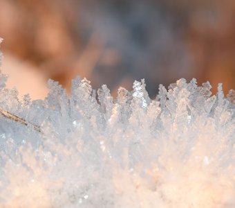 Хрустальный лес на закате дня