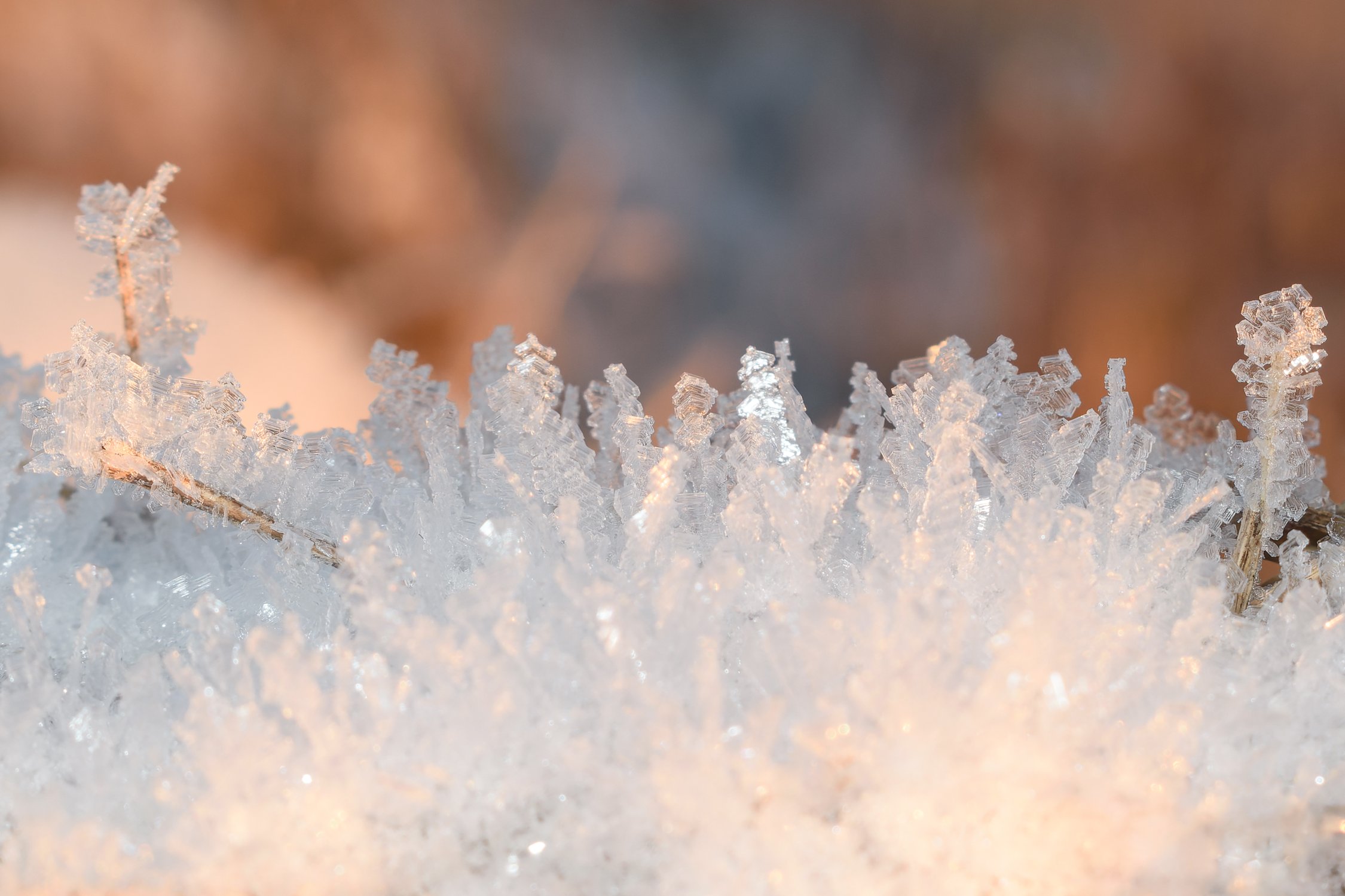 Хрустальный лес на закате дня