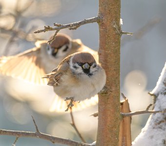 Полевой воробей × 2