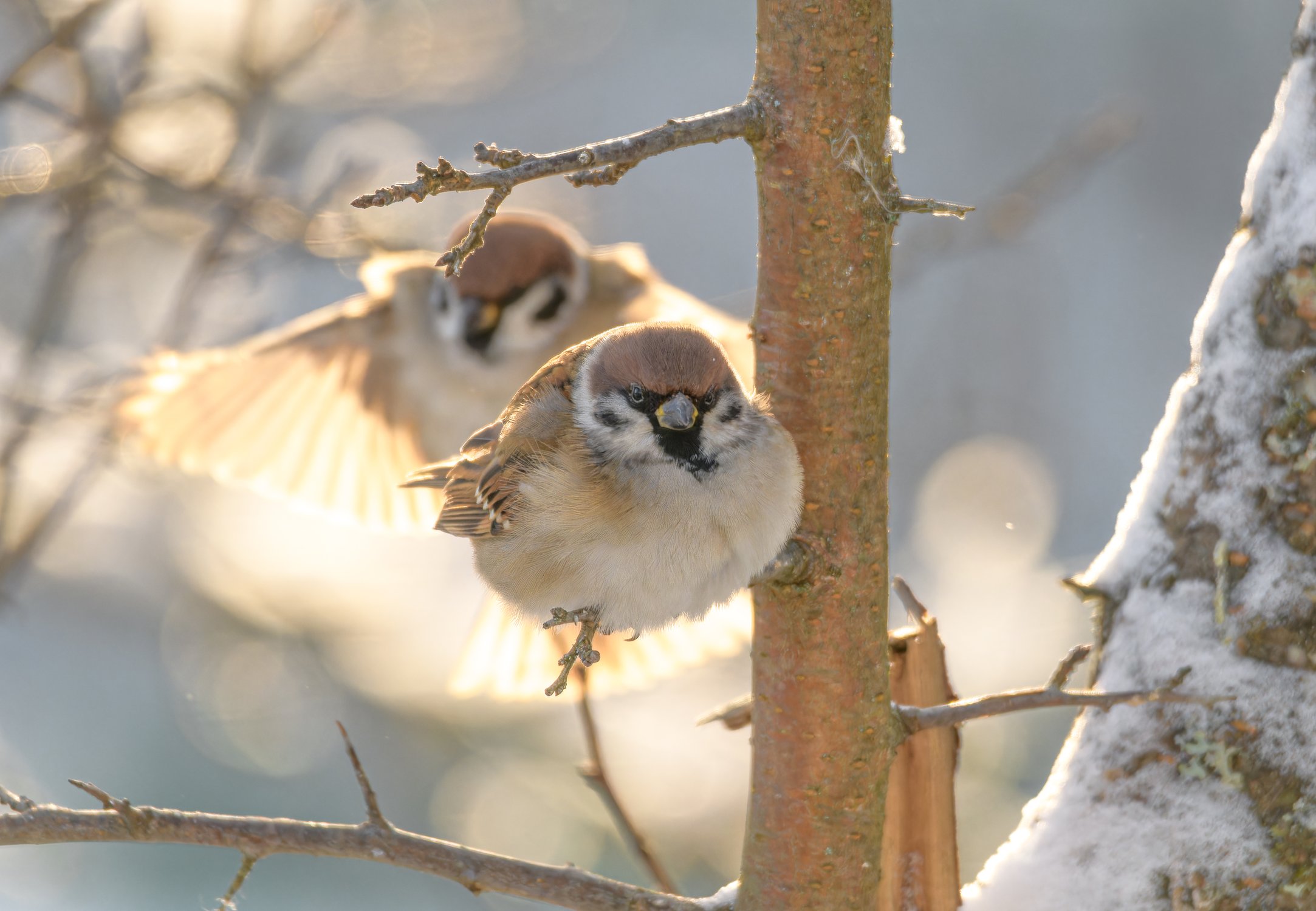Полевой воробей × 2