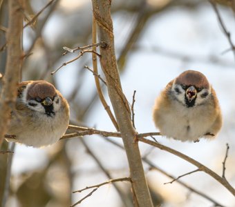 Фотография со звуком: Полевые воробьи в кадре