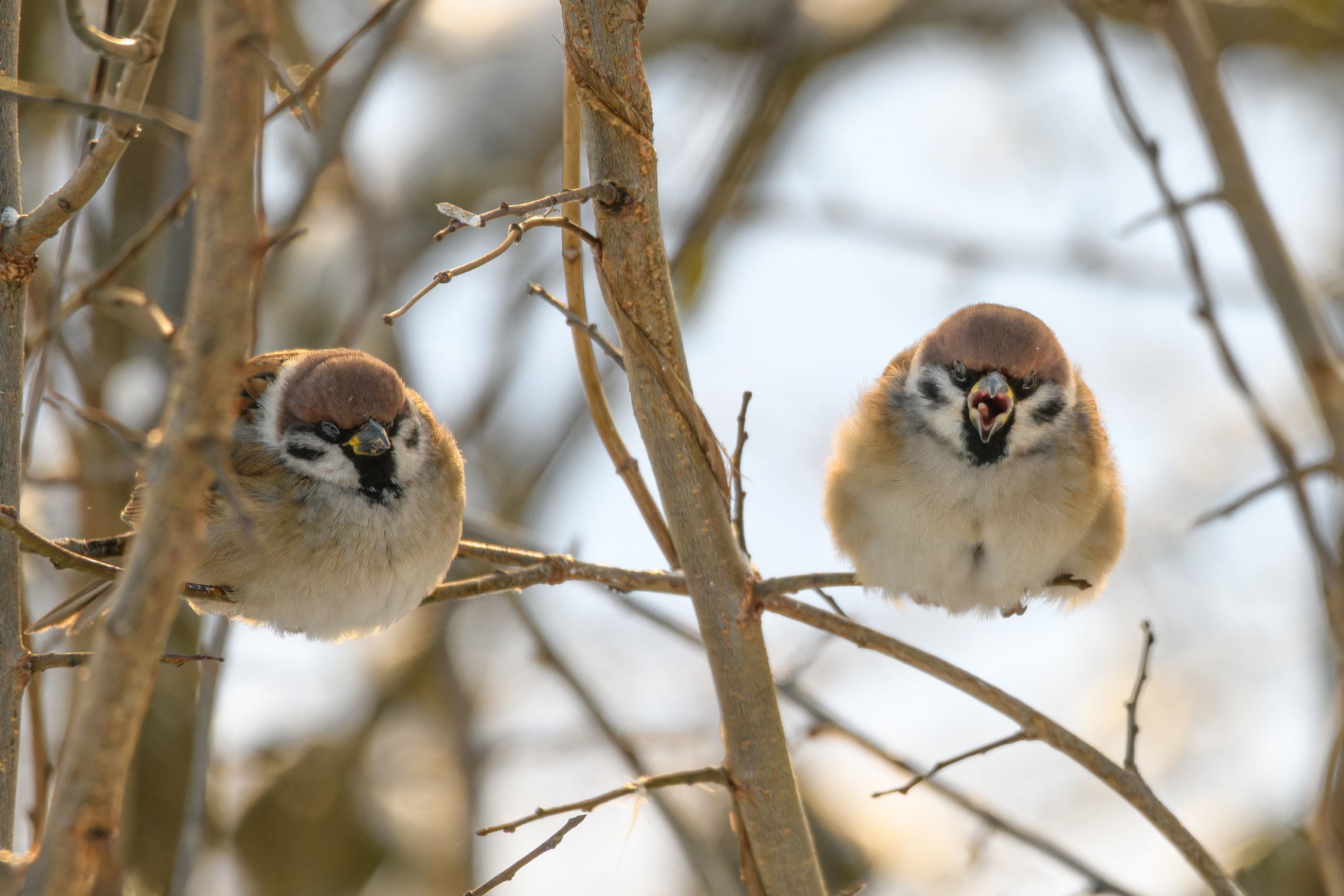 Фотография со звуком: Полевые воробьи в кадре