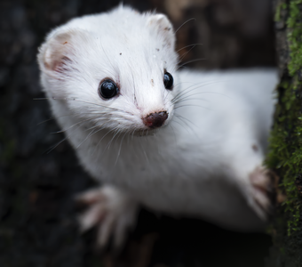 Обыкновенная ласка (Mustela nivalis)