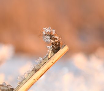 Гусеница не успела спрятаться после оттепели, как была застигнута морозом врасплох. Снято на закате.